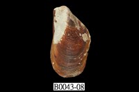 藏品(雲雀殼菜蛤)的圖片